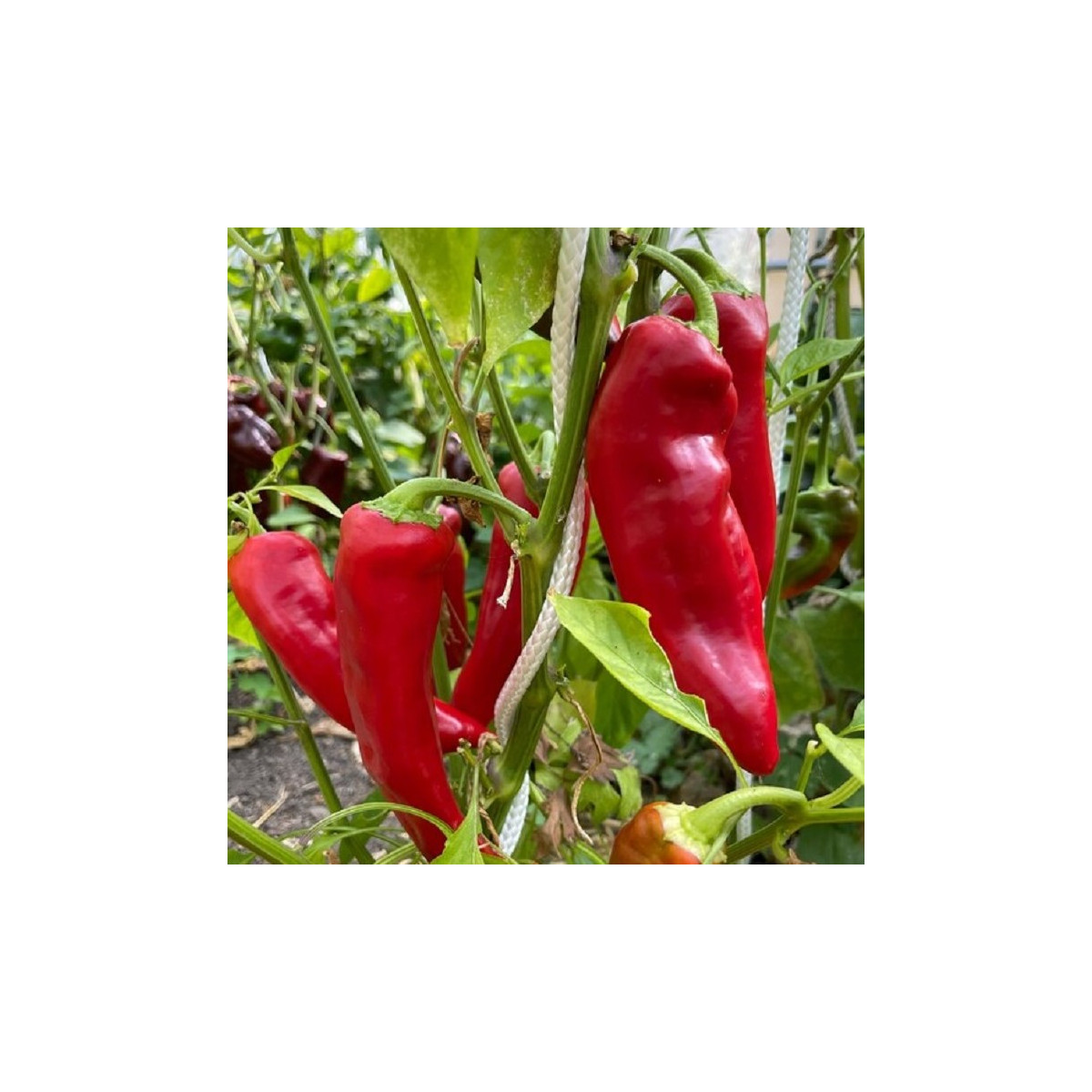 Paprika Marconi Red - Capsicum Annuum - semená papriky - 10 ks