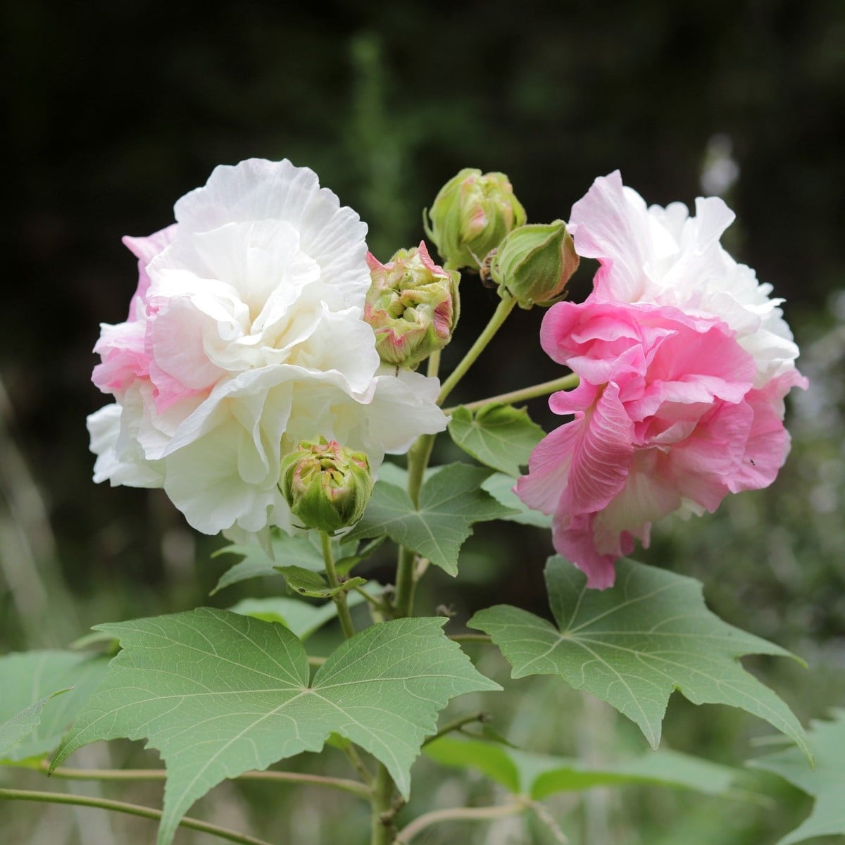 Ibištek okrasný - Hibiscus mutabilis - semená ibišteka - 5 ks