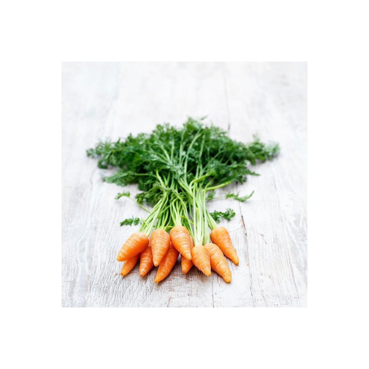 Bio Mrkva Chantenay - Daucus carota - bio semená mrkvy - 350 ks