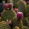 Opuncia poliehavá - Opuntia humifusa - semená opuncie - 7 ks