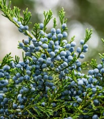 Borievka virgínska - Juniperus virginiana - semená borievky - 15 ks