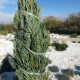 Borievka virgínska - Juniperus virginiana - semená borievky - 15 ks