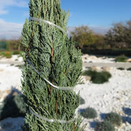 Borievka virgínska - Juniperus virginiana - semená borievky - 15 ks