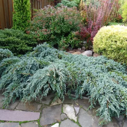Borievka virgínska - Juniperus virginiana - semená borievky - 15 ks