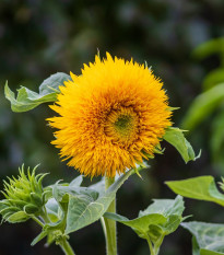 Slnečnica Sonnengold - Helianthus annuus - semená slnečnice - 15 ks