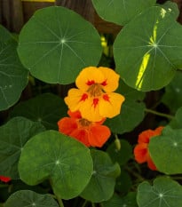 Kapucínka väčšia Doppelte Glanz zmes - Tropaeolum majus - semená kapucínky - 15 ks