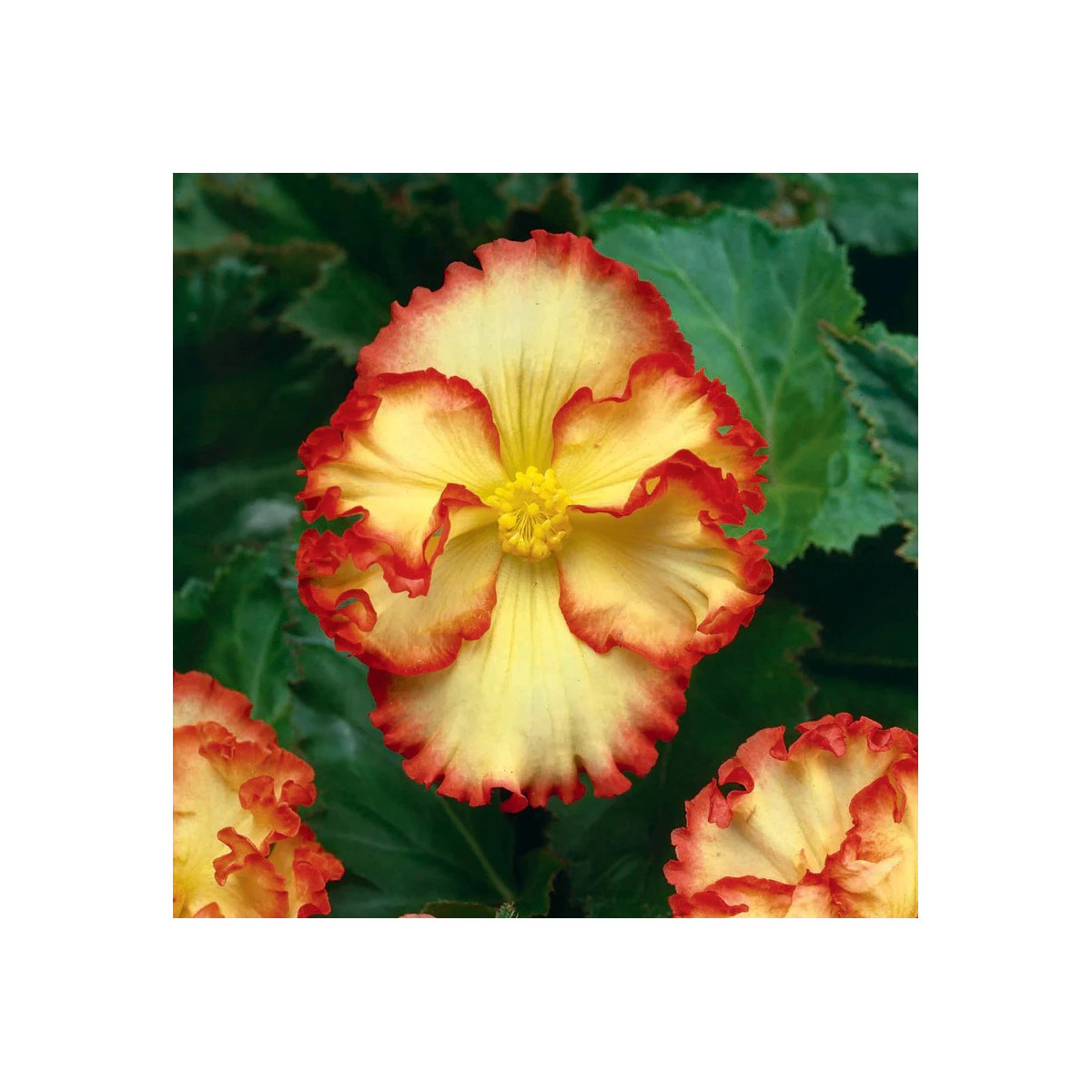 Begónia Marginata žltá - Begonia crispa - hľuzy begónie - 2 ks