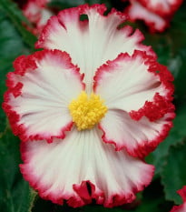 Begonie Marginata biela - Begonia crispa - hľuzy begónie - 2 ks