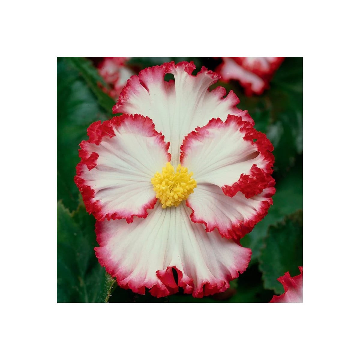 Begonie Marginata biela - Begonia crispa - hľuzy begónie - 2 ks