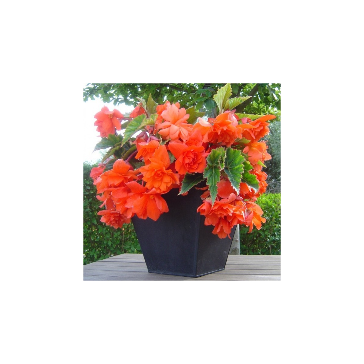 Begónia oranžová - Begonia pendula - hľuzy begónie - 2 ks