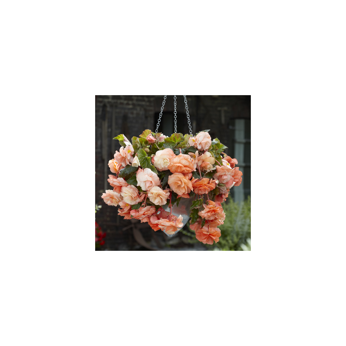 Begónia Apricot - Begonia splendide - hľuzy begónie - 2 ks