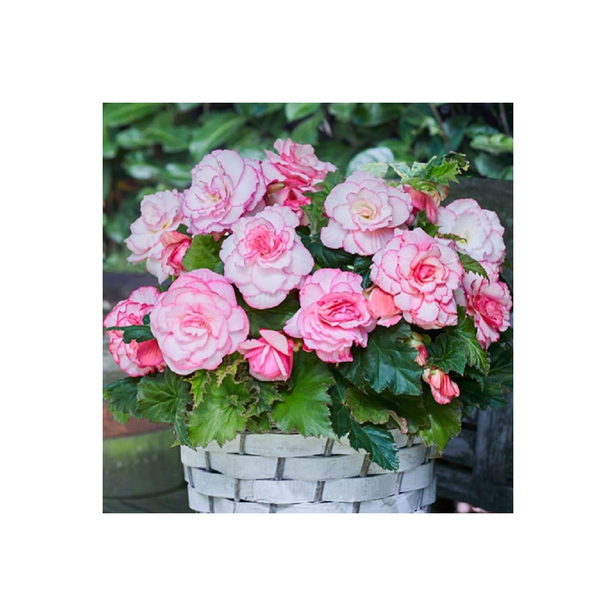 Begónia Picotee biela - Begonia - hľuzy begónie - 2 ks