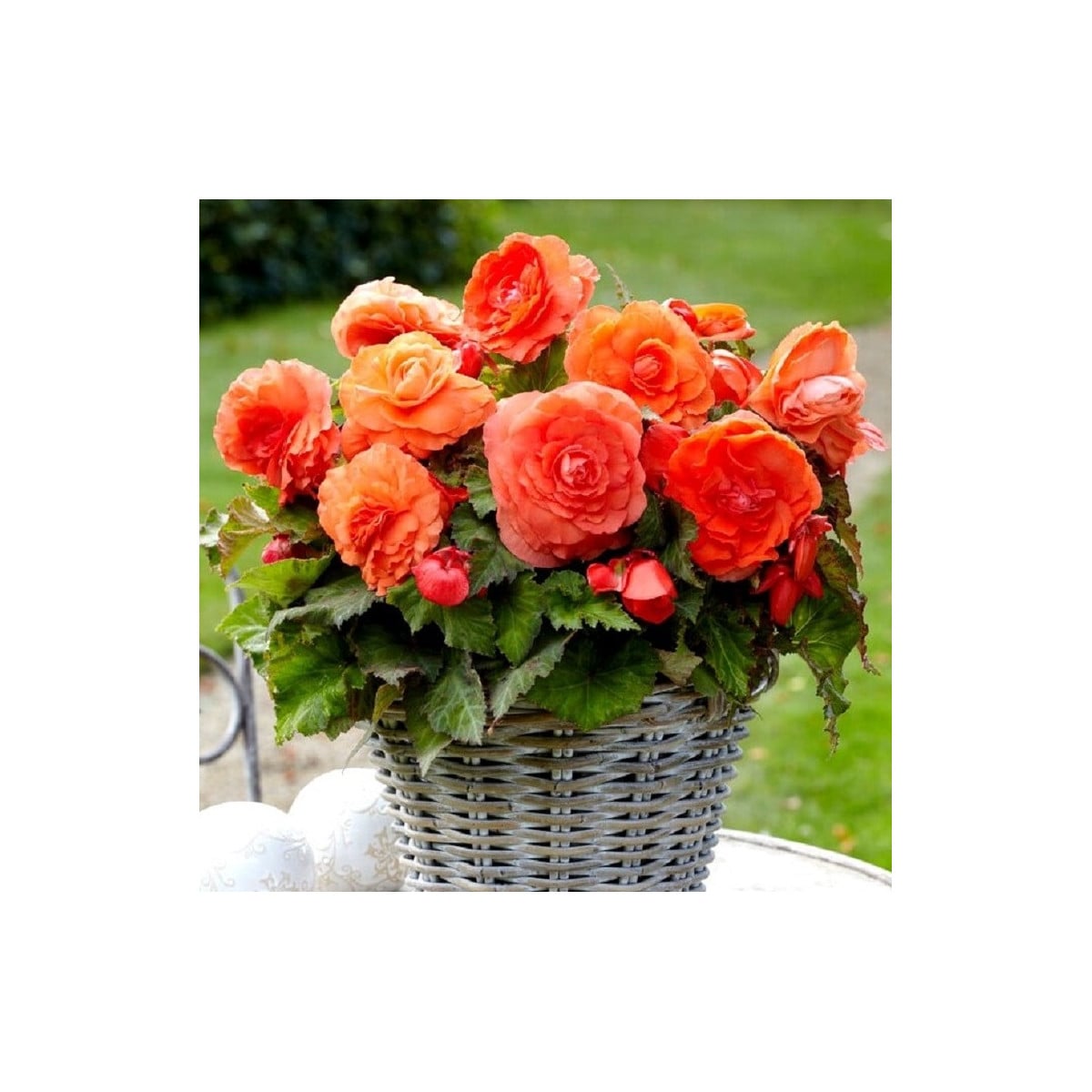 Begónia plnokvetá oranžová - Begonia superba - hľuzy begónie - 2 ks