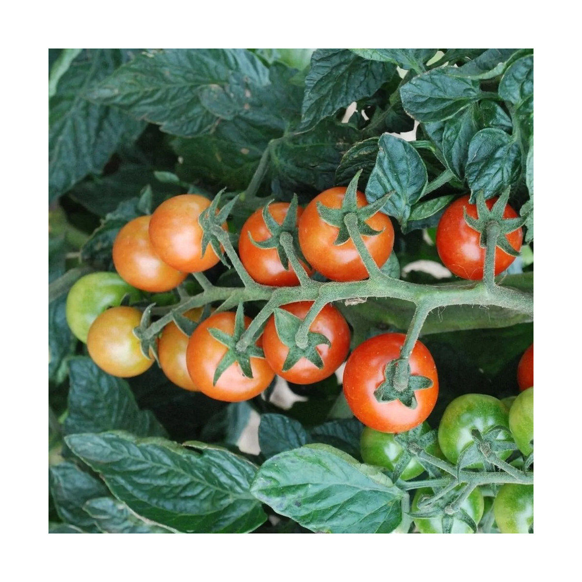 Paradajka koktailová Primabella - Solanum lycopersicum - semená paradajky - 6 ks