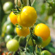 Paradajka Goldkrone - Solanum lycopersicum - semená paradajky - 20 ks