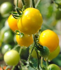 Paradajka Goldkrone - Solanum lycopersicum - semená paradajky - 20 ks