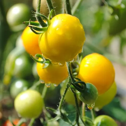 Paradajka Goldkrone - Solanum lycopersicum - semená paradajky - 20 ks