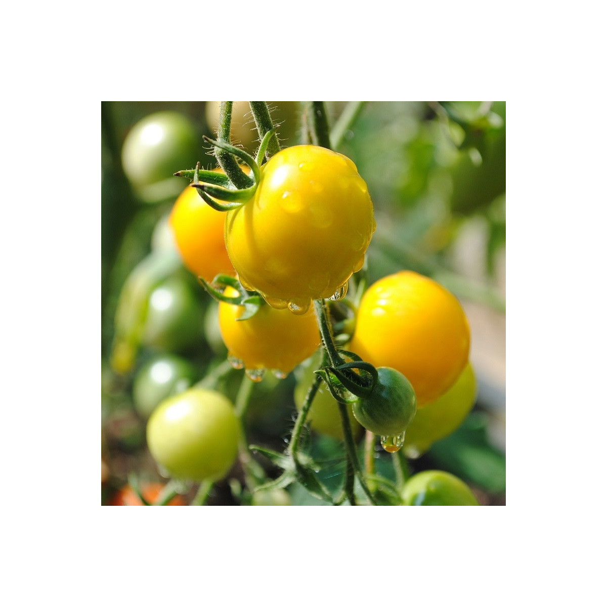 Paradajka Goldkrone - Solanum lycopersicum - semená paradajky - 20 ks