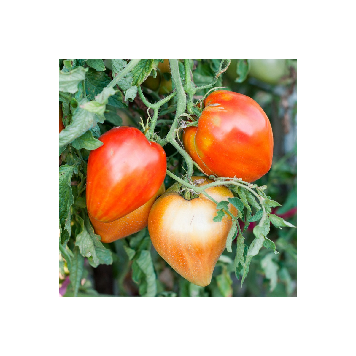 Paradajka Big Mama F1 - Solanum lycopersicum - semená paradajky - 7 ks
