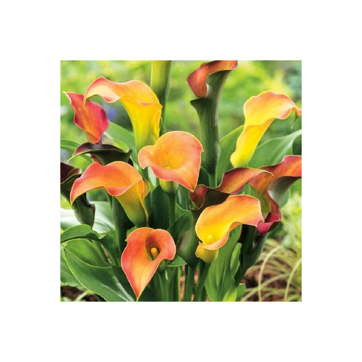 Kala Captain Lido - Zantedeschia - hľuzy kaly - 1 ks