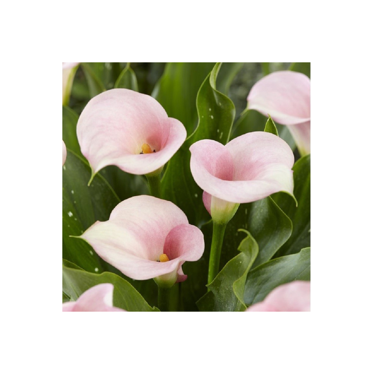 Kala Captain Melrose - Zantedeschia - hľuzy kaly - 1 ks