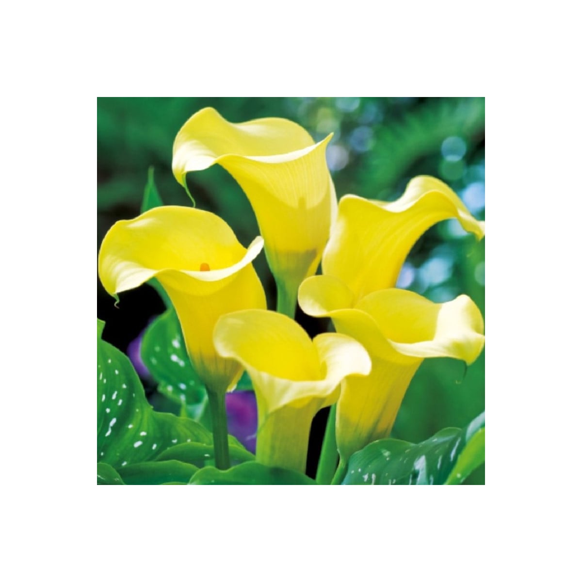 Kala Black Magic - Zantedeschia - hľuzy kaly - 1 ks