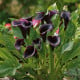 Kala Odessa - Zantedeschia - hľuzy kaly - 1 ks