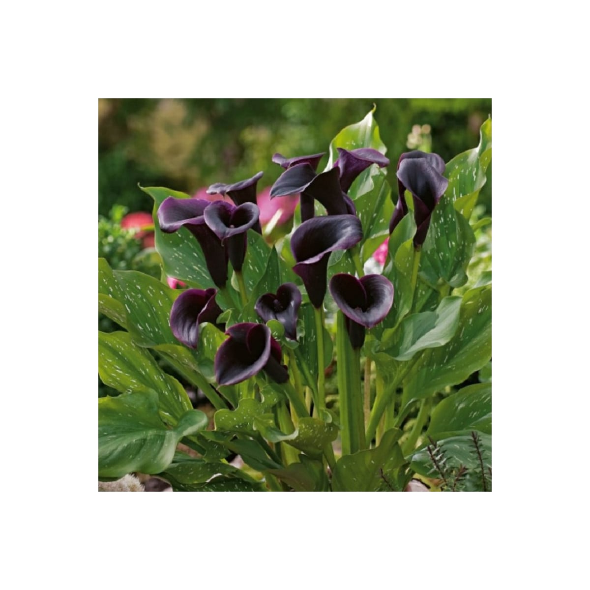 Kala Odessa - Zantedeschia - hľuzy kaly - 1 ks