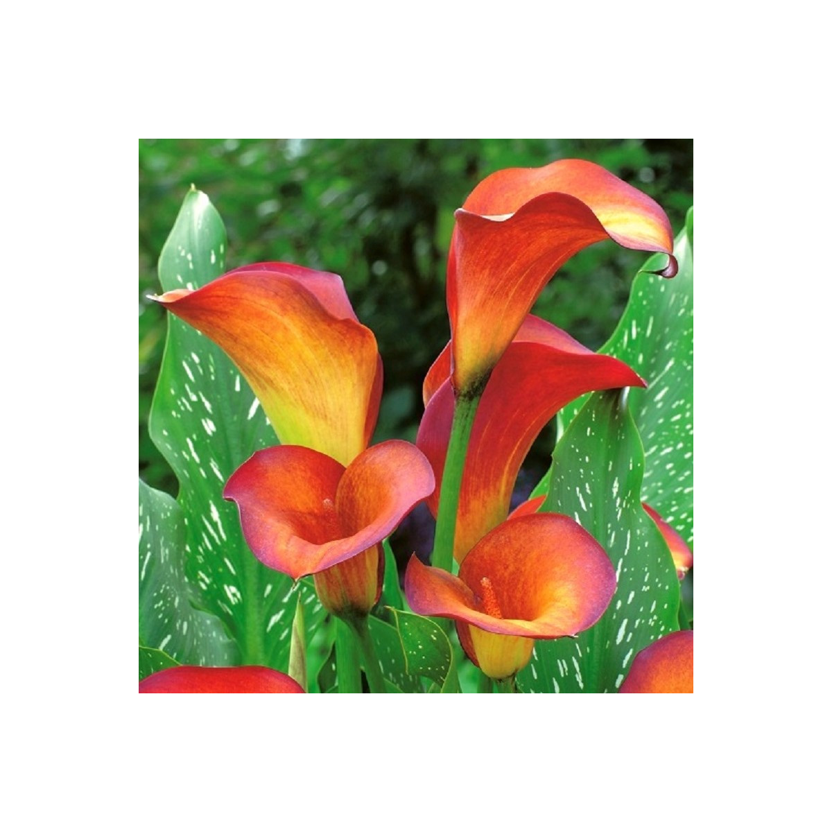 Kala Mango - Zantedeschia - hľuzy kaly - 1 ks