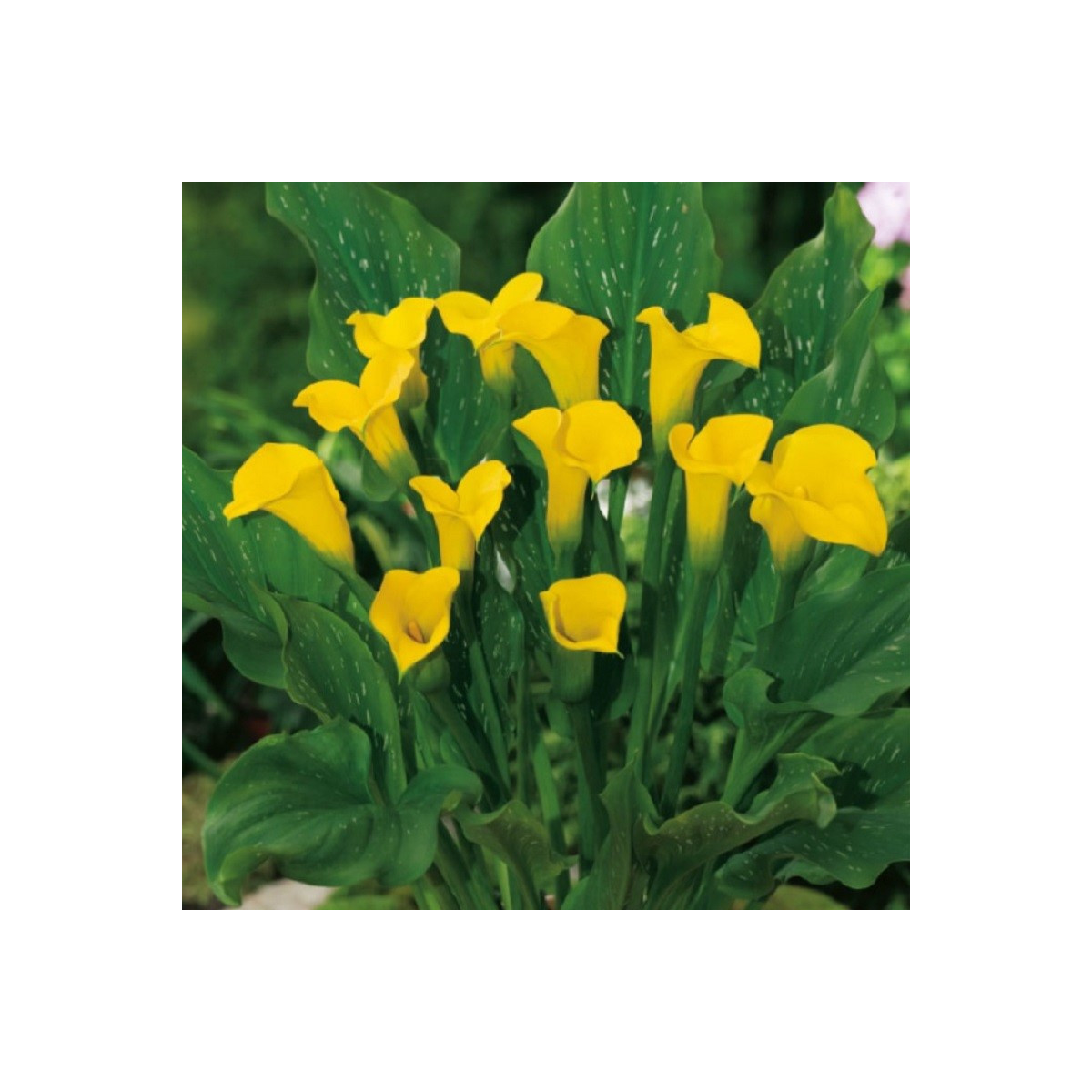 Kala Florex Gold - Zantedeschia - hľuzy kaly - 1 ks