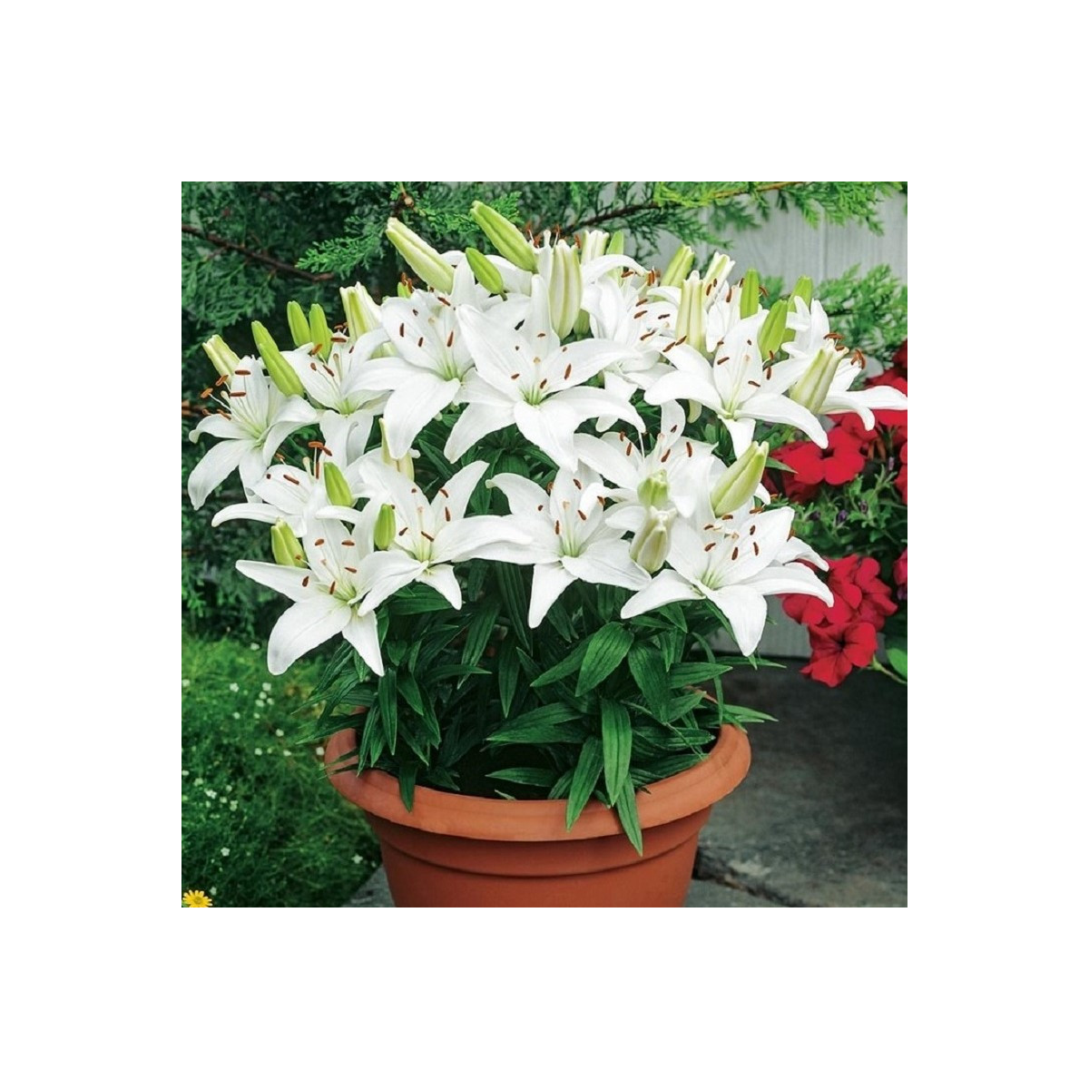 Ľalia Ivory Pixie - Lilium - cibuľa ľalia - 1 ks