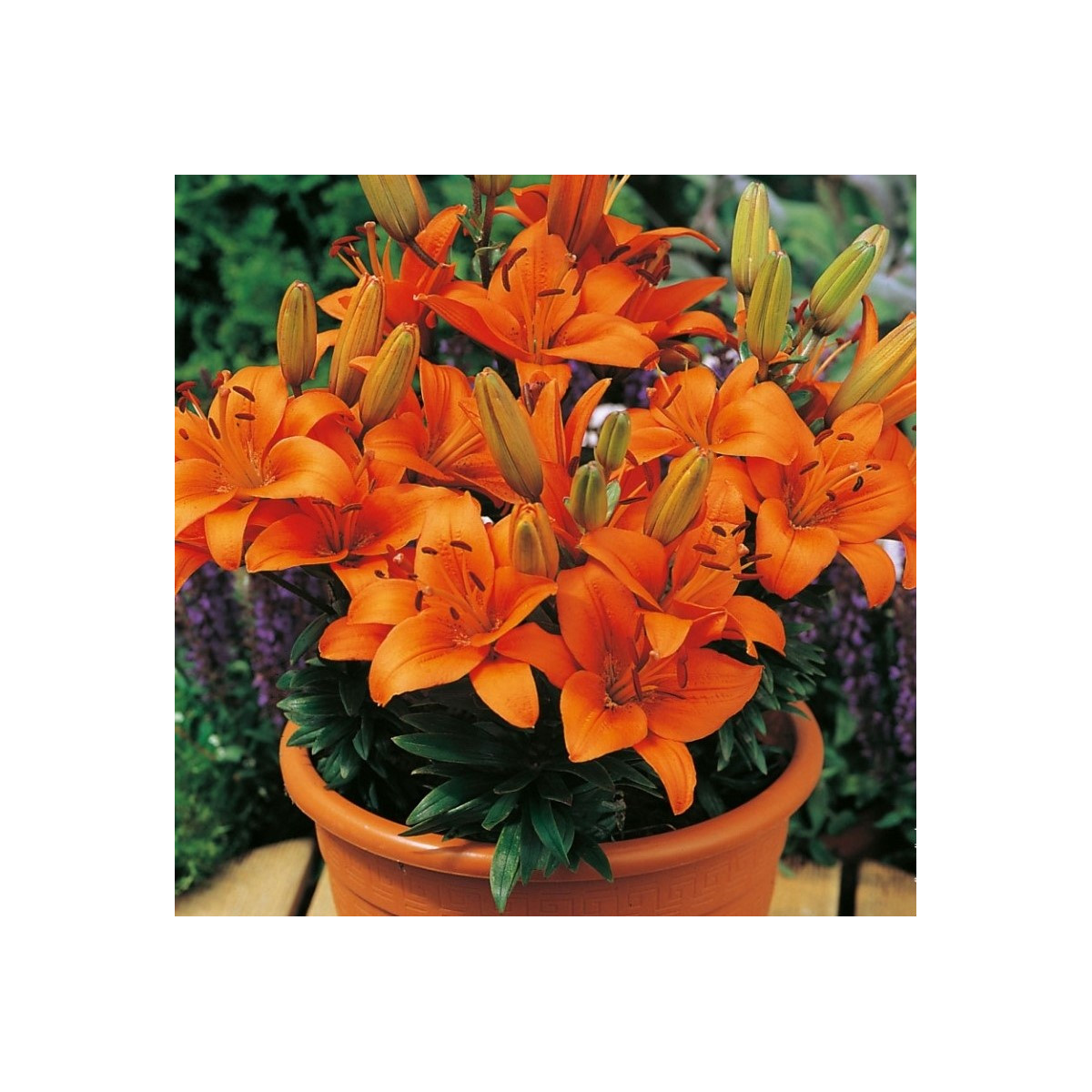Ľalia Abbersville Pride - Lilium - cibuľa ľalia - 1ks