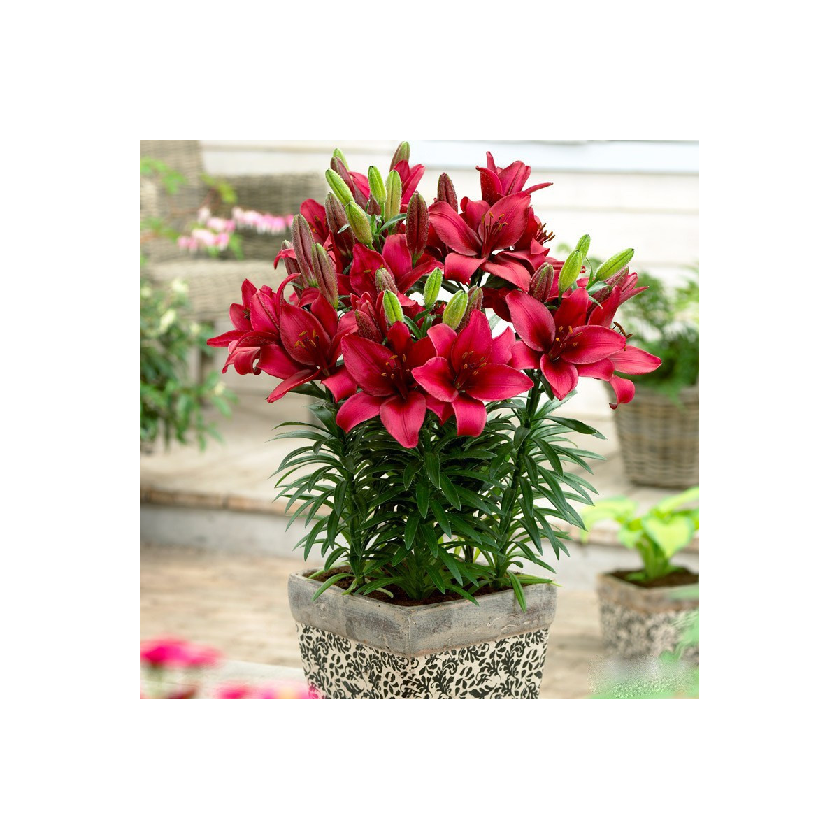 Ľalia Cavoli - Lilium - cibuľa ľalia - 1 ks