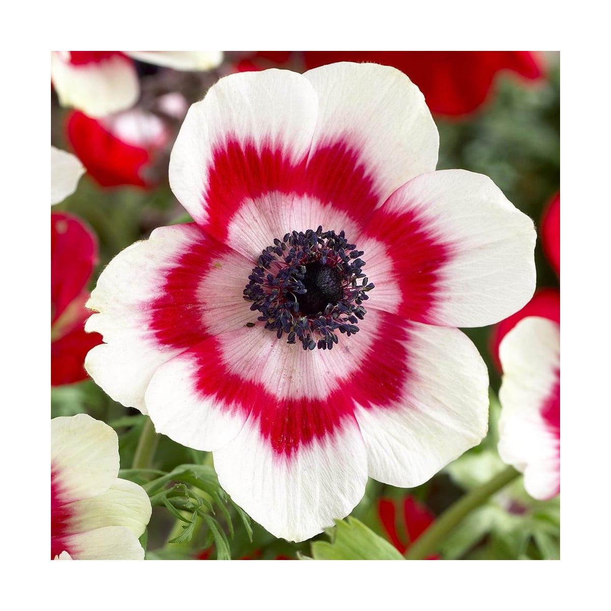 Sasanka Bicolor - Anemone - hľuzy sasanky - 3 ks