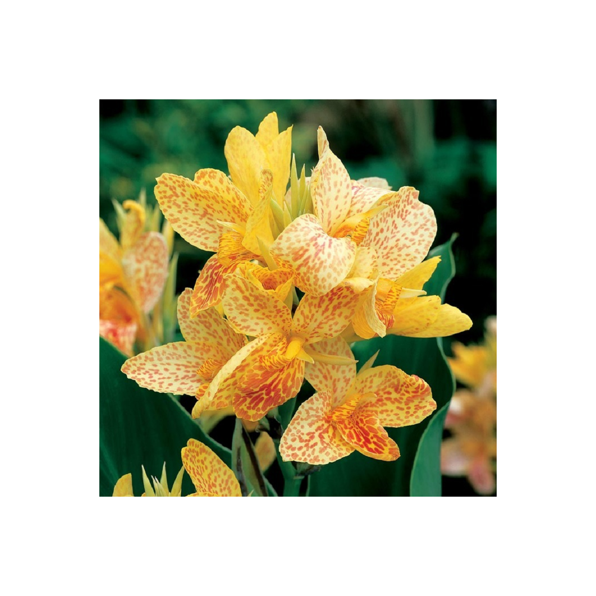Kana Picasso - Canna - hľuzy kany - 1 ks