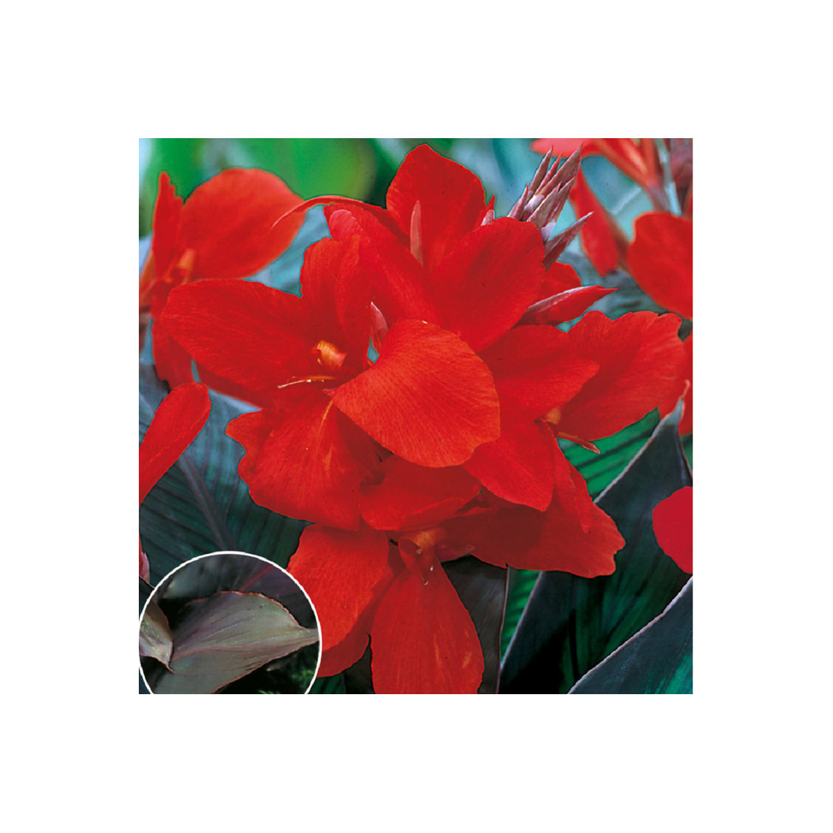Kana Black Knight - Canna - hľuzy kany - 1 ks