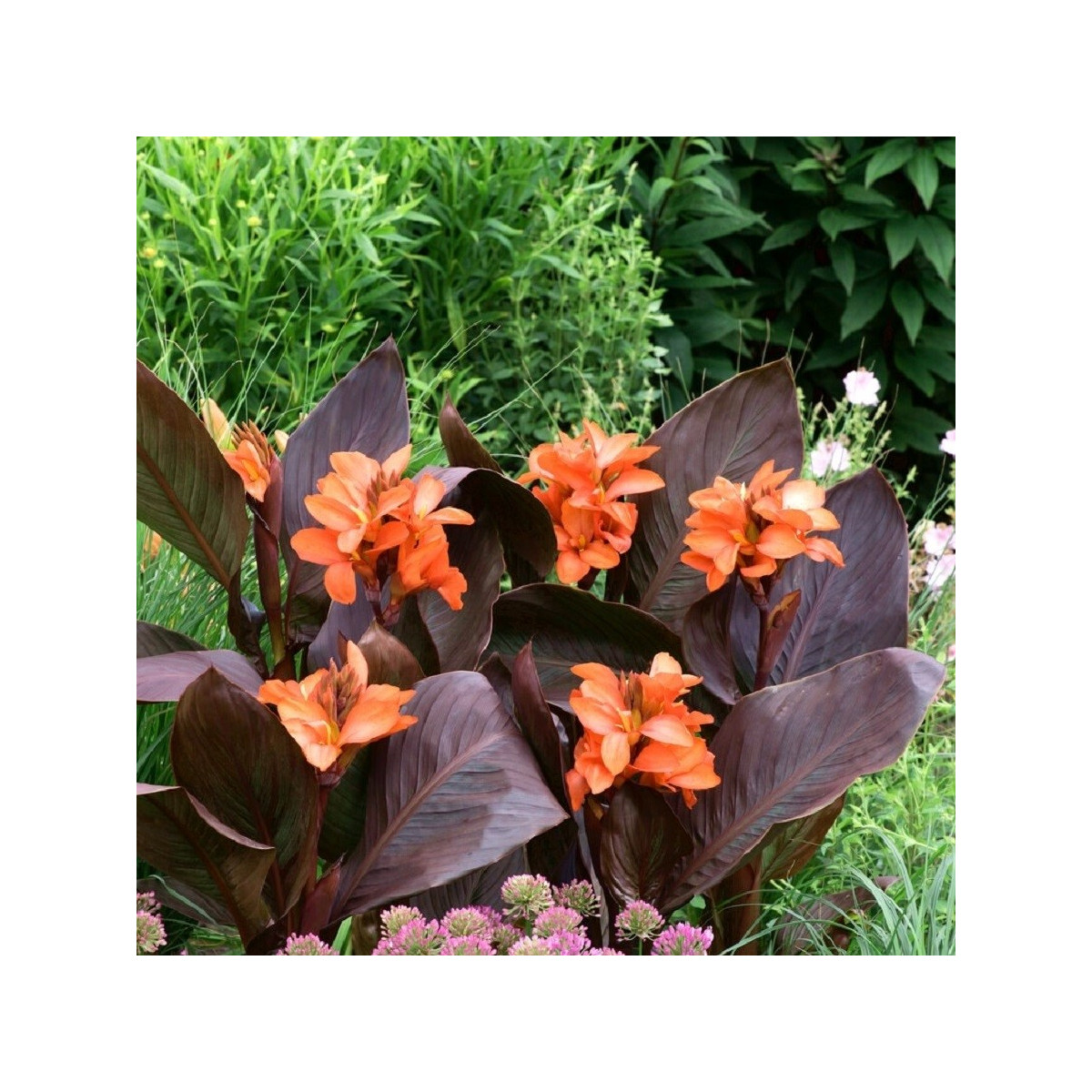 Kana Happy Wilma - Canna - hľuzy kany - 1 ks