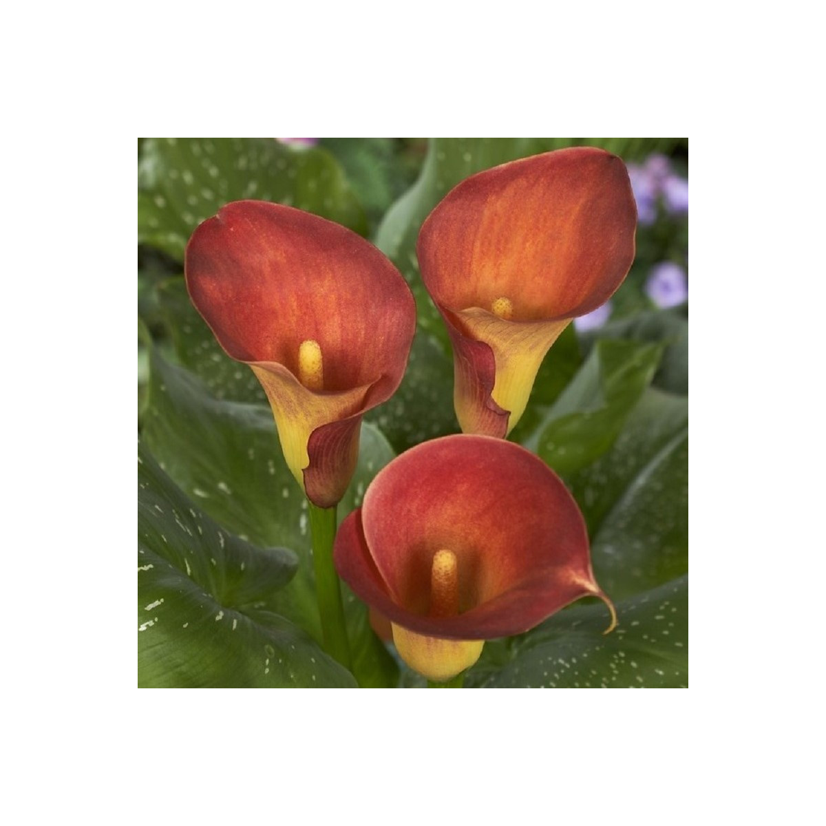 Kala Captain Trinity - Zantedeschia - hľuzy kaly - 1 ks