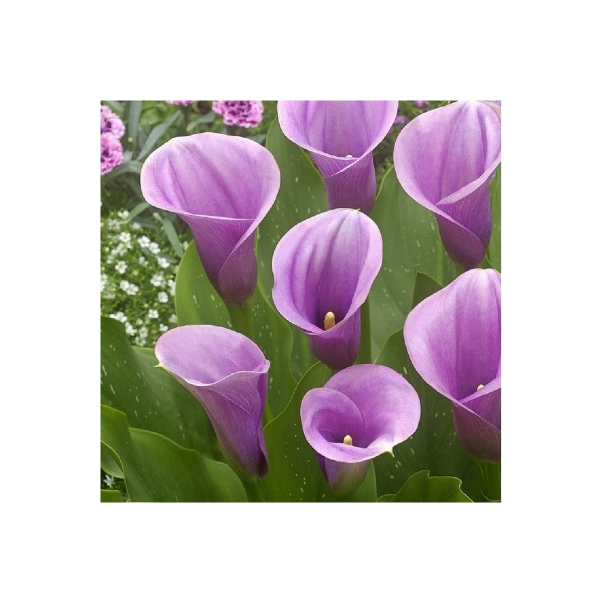 Kala Captain Violetta - Zantedeschia - hľuzy kaly - 1 ks