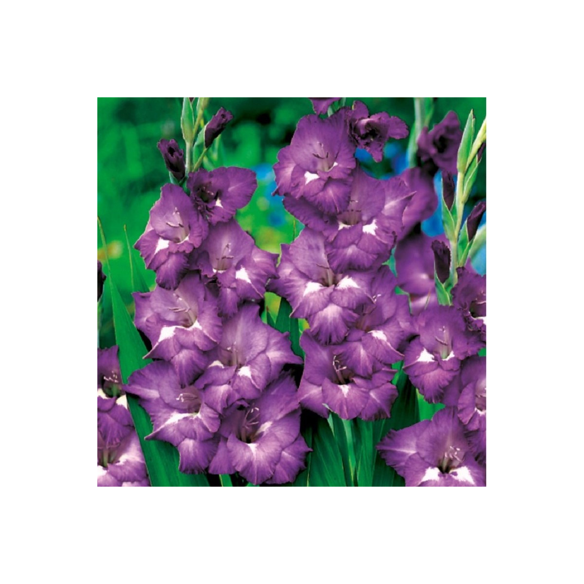Mečík Blue Isle - Gladiolus - hľuzy mečíka - 3 ks