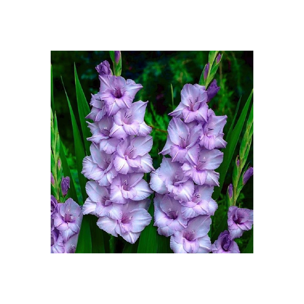 Gladiola Blue Tropic - Gladiolus Tropic - hľuzy mečíka - 3 ks