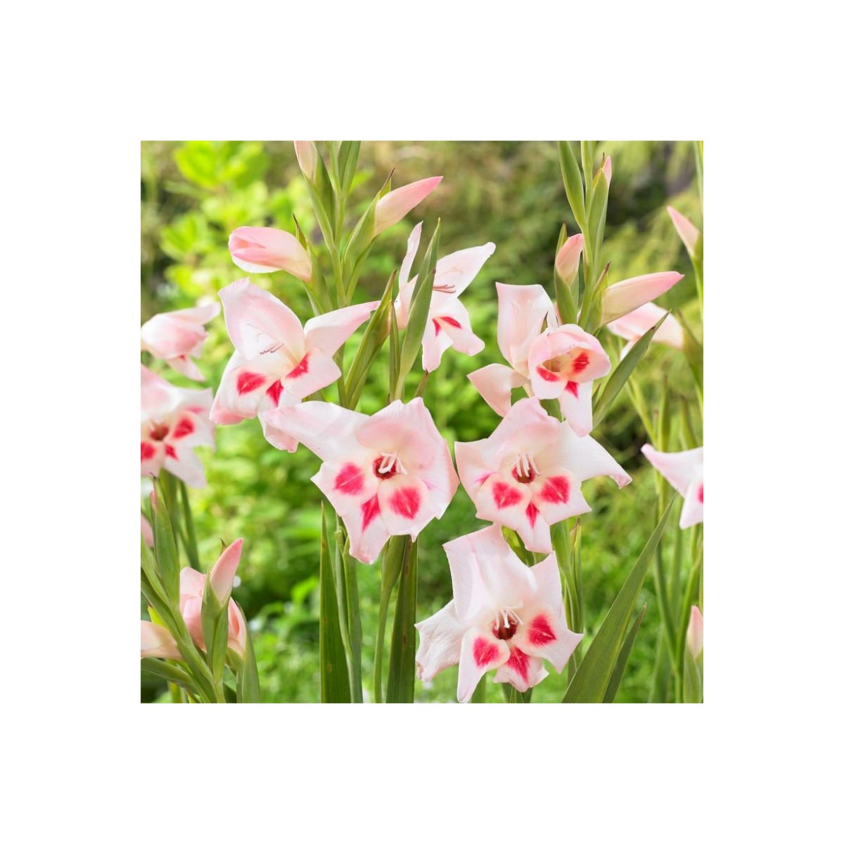 Gladiola nanus Elvira - Gladiolus - hľuzy mečíka - 3 ks