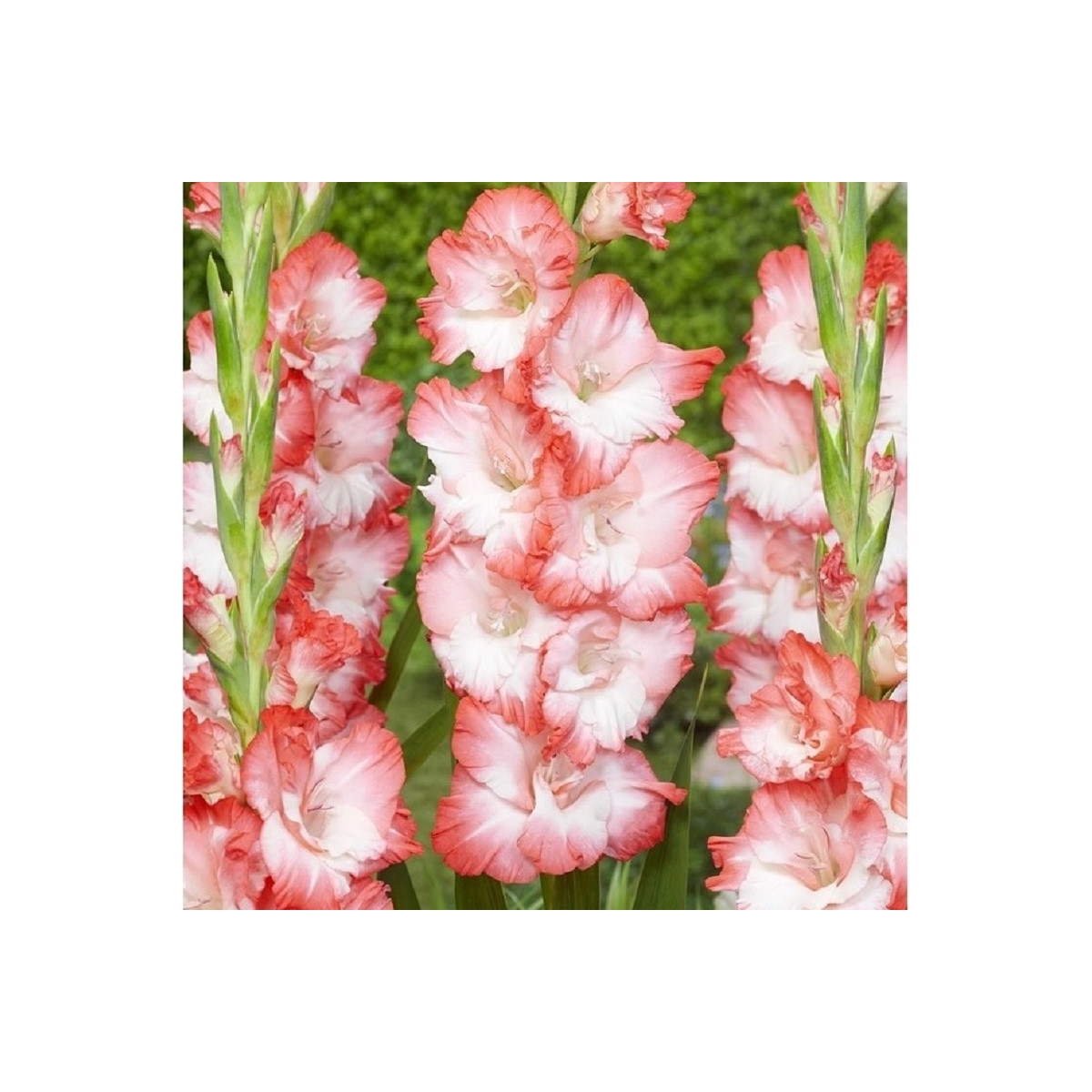 Gladiola Pink Lady - Gladiolus - hľuzy mečíka - 3 ks