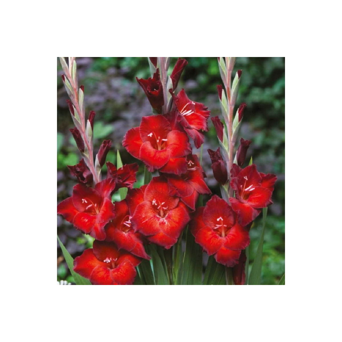 Gladiola Azuro - Gladiolus - hľuzy mečíka - 3 ks