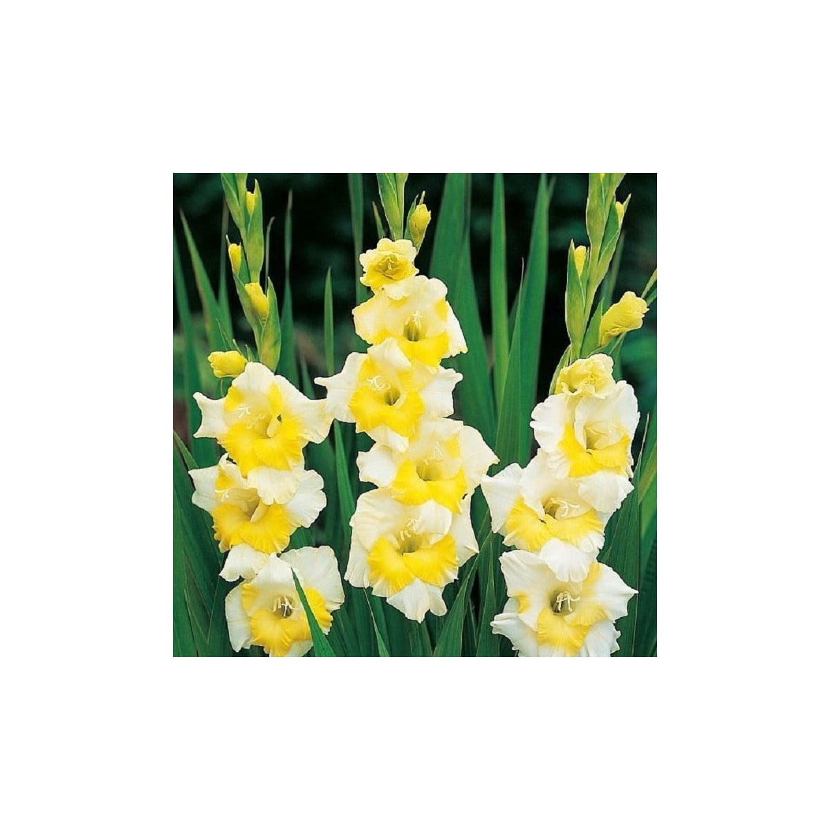 Gladiola Buggy - Gladiolus - hľuzy mečíka - 3 ks