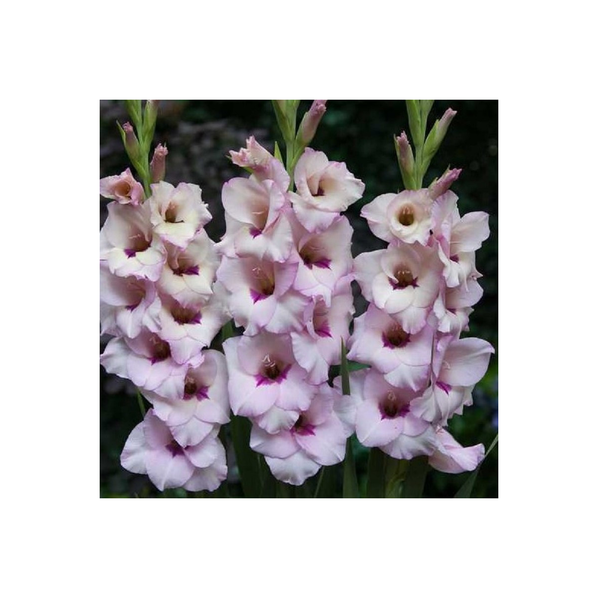 Gladiola Venezia - Gladiolus - hľuzy mečíka - 3 ks
