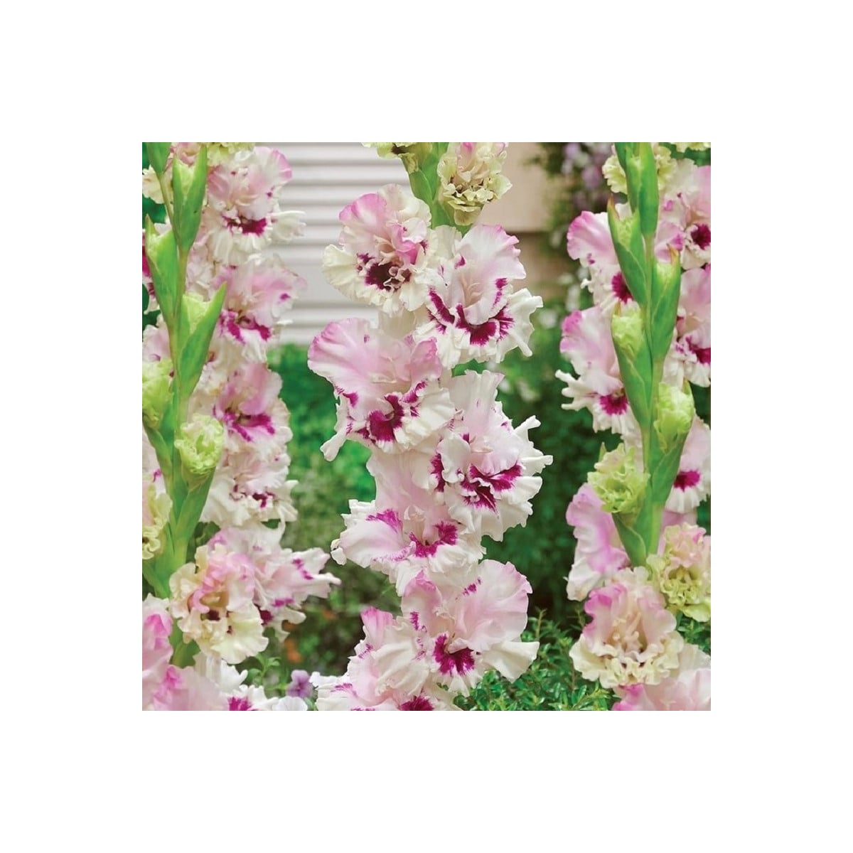 Gladiola Dreamy Creamy - Gladiolus - hľuzy mečíka - 3 ks