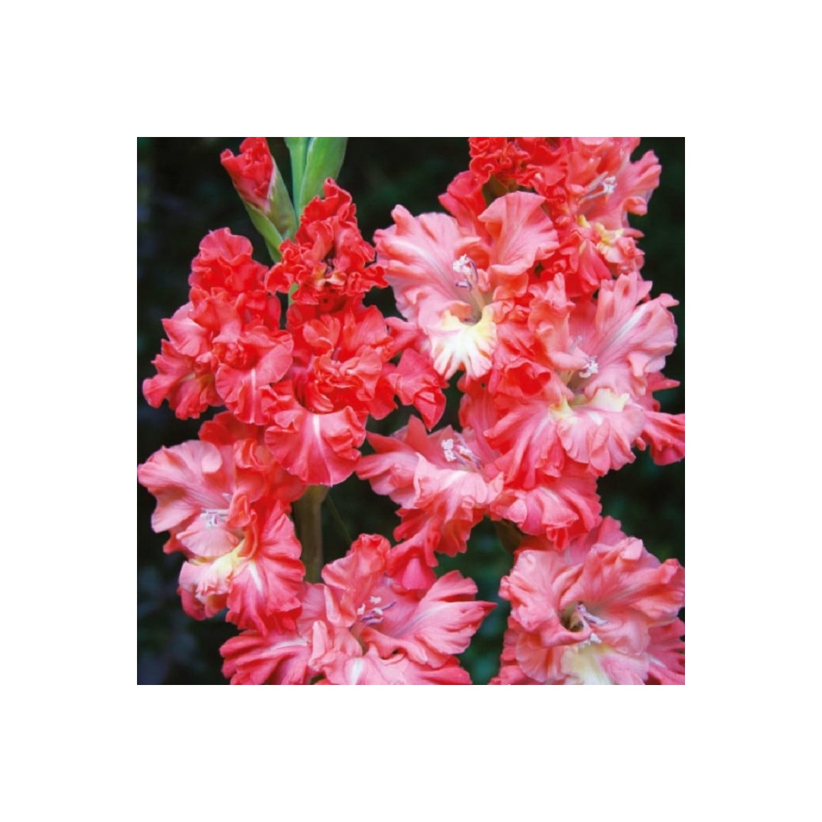 Gladiola You Two Frizzle - Gladiolus - hľuzy mečíka - 3 ks