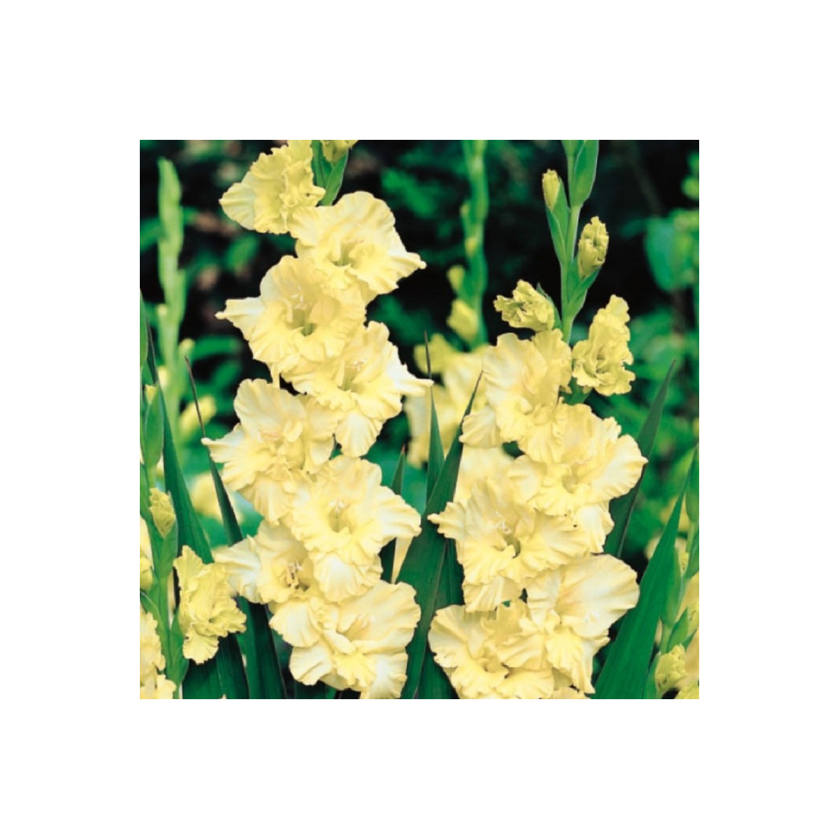 Gladiola Banana Ruffle - Gladiolus - hľuzy mečíka - 3 ks
