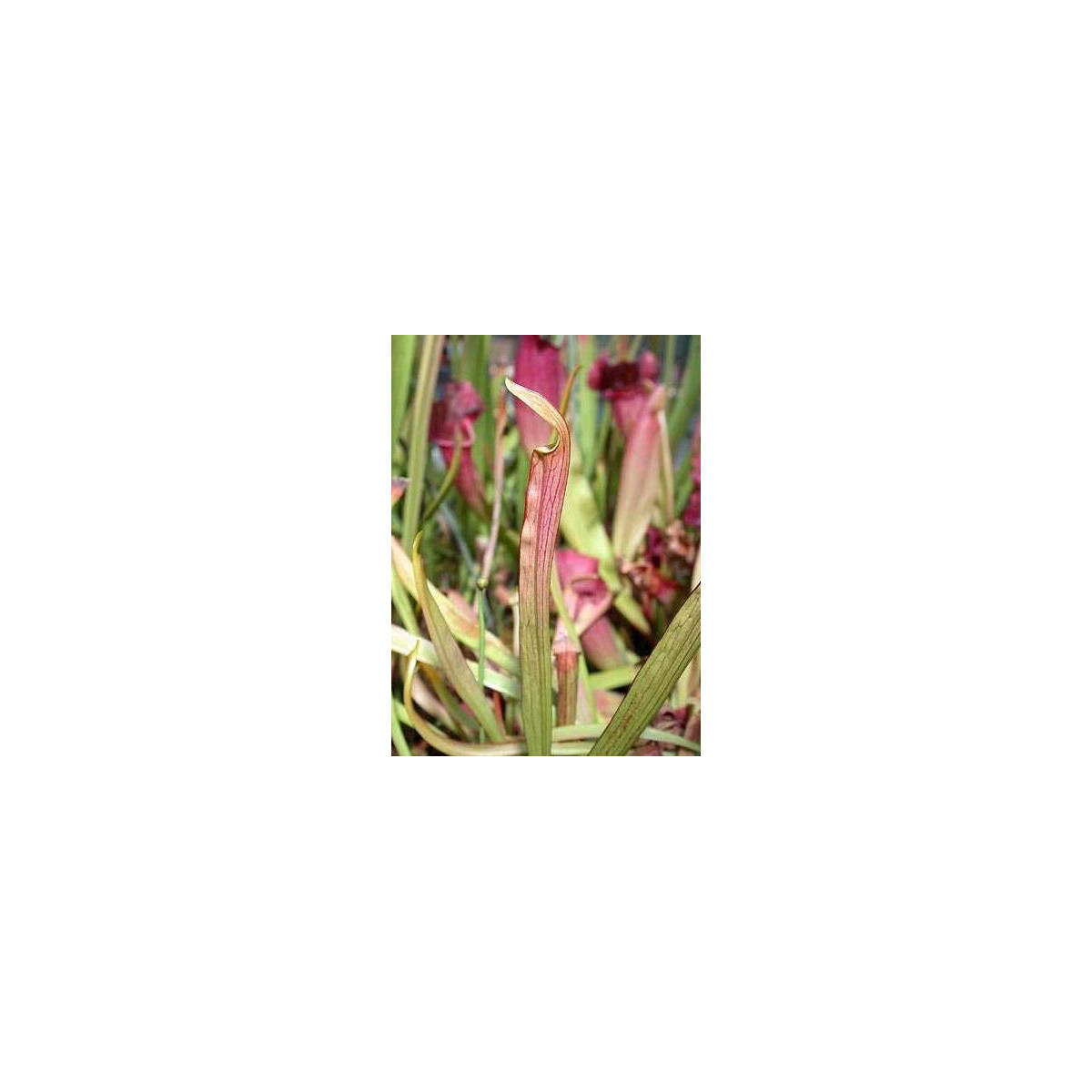 Saracénia červená - Sarracenia rubra - semená - 12 ks